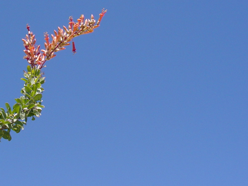 Ocotillo Background