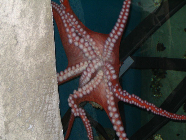 octopus1i.jpg