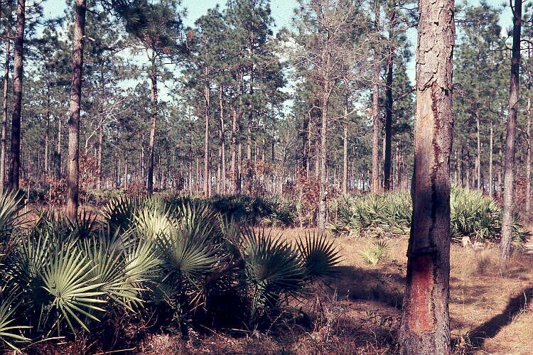 Slash Pine in Okefenokee Swamp