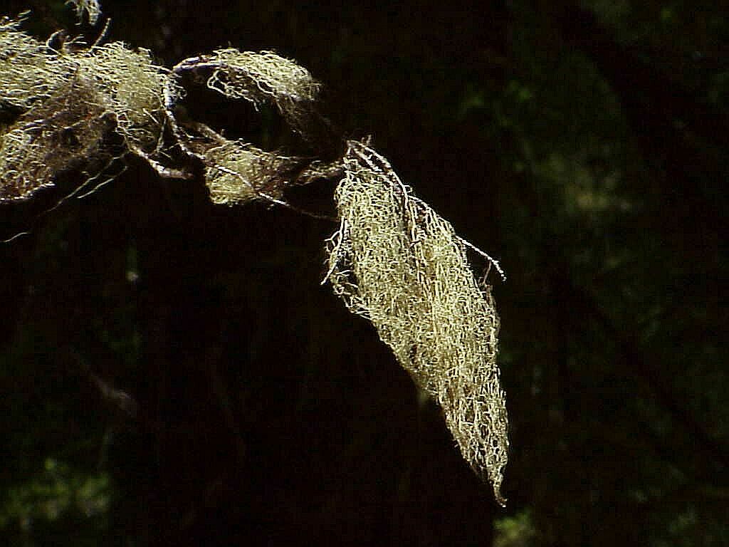 Old Mans Beard - lichen