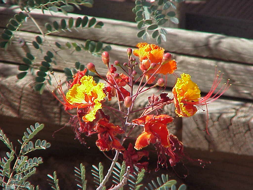 Bird of Paradise in Tucson