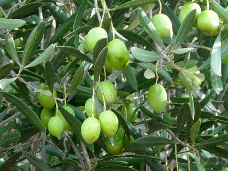 olives.jpg