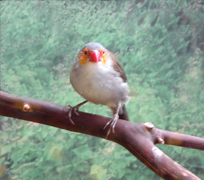 Orange-cheeked Finch