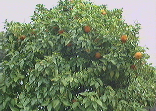 orangetree.jpg