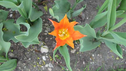 orange tulip