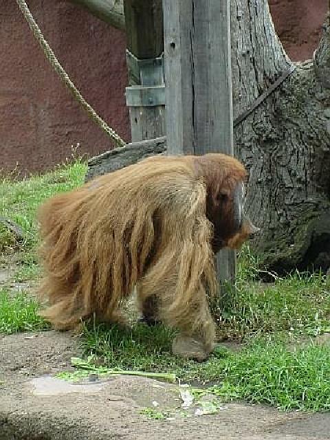 Orangutan