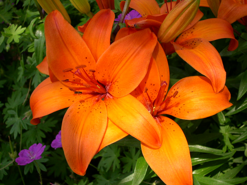 orange lily