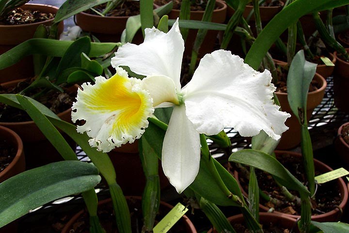 A white and yellow cattleya orchid blooms in a greenhouse.