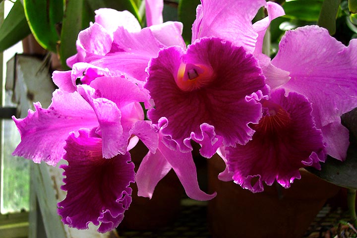 orchid003.jpg