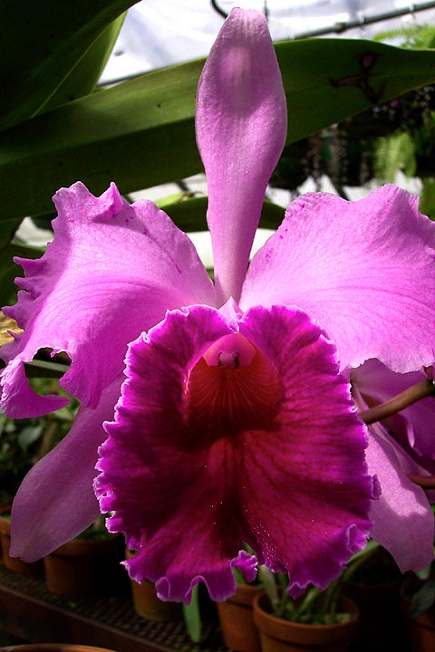 A purple and maroon cattleya orchid bloom.