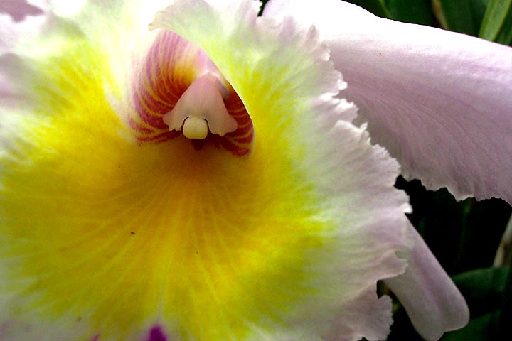 A closeup of the bloom of a white and yellow cattleya orchid.