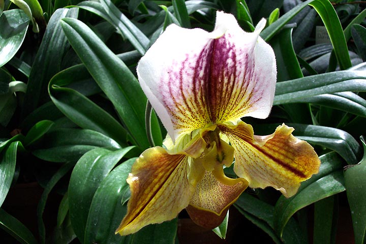 A gold and maroon cattleya orchid bloom.