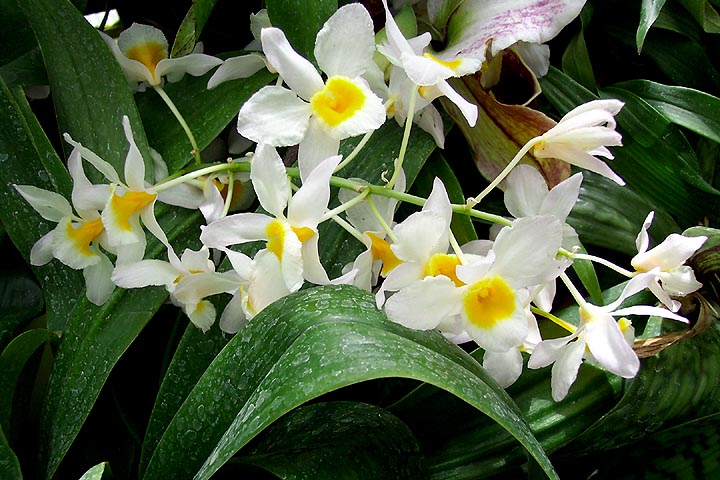 orchid007.jpg