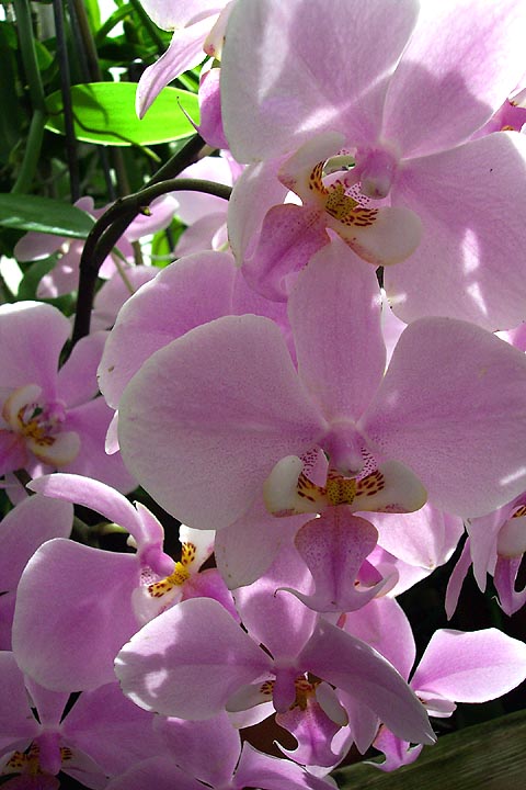 Several lavender phalaenopsis orchid blooms. Also known as the moth orchid.