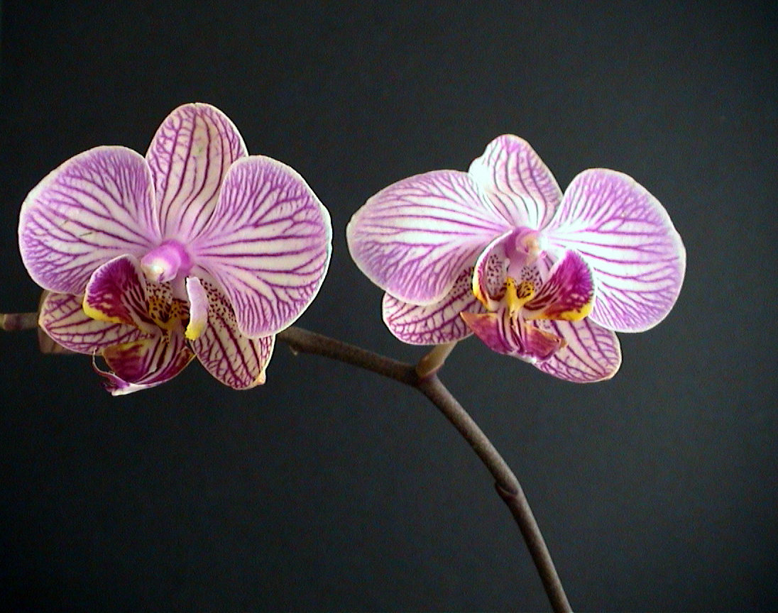 orchid1.png