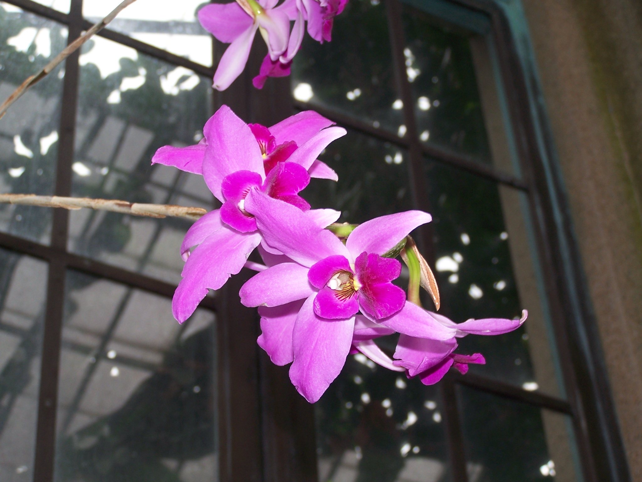 orchid at Longwood Gardens