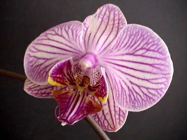 orchid3.jpg