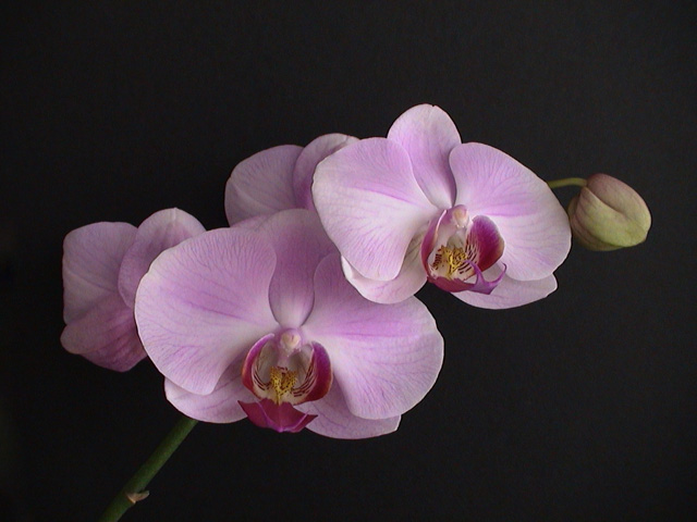 orchid4.jpg