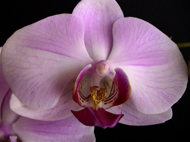 orchid5.jpg