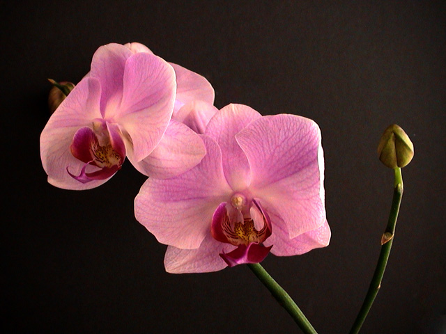 orchid6.jpg