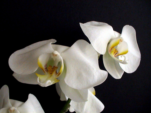 orchid7.jpg