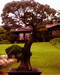 Hoppoen Gardens, Tokyo, Japan - 350 year old tree