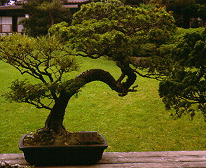 Hoppoen Gardens, Tokyo, Japan - 200 year old tree - three varieties in one