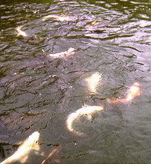 liverpool f.c. vs crystal palace f.c. lineups