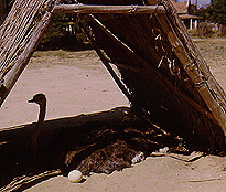 Ostrich sitting on nest in South Africa