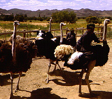 Ostrich riding in South Africa