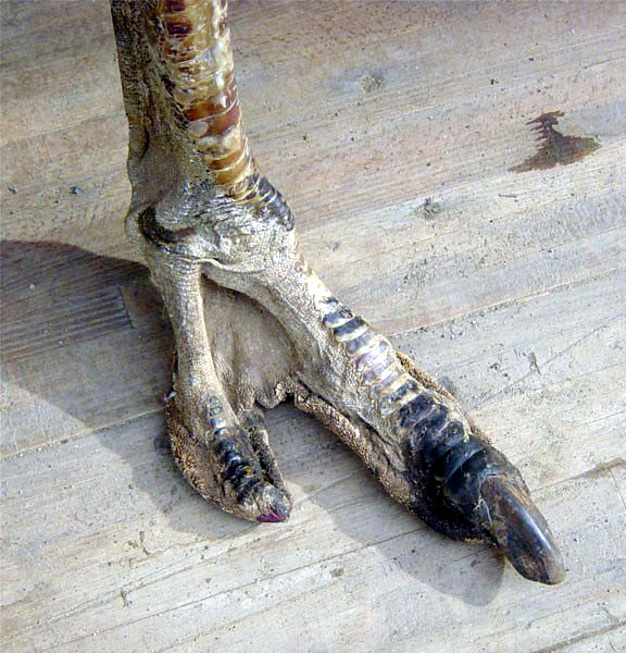 Ostrich Foot