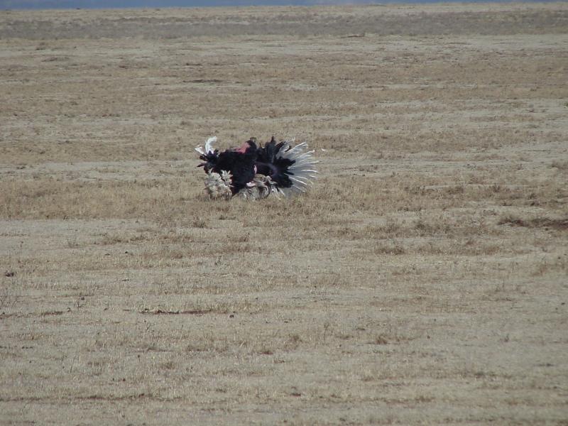 Ostrich Male-Mating dance