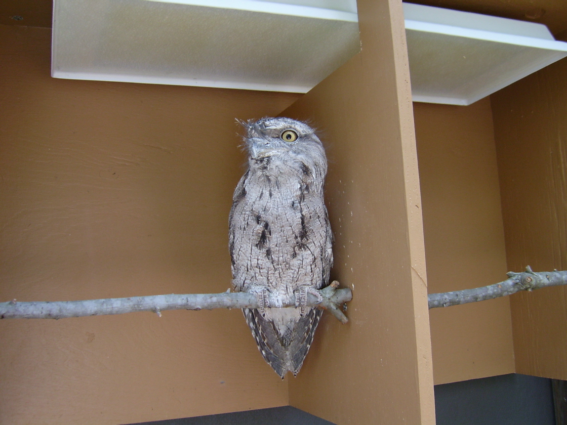 Owl at Sea World