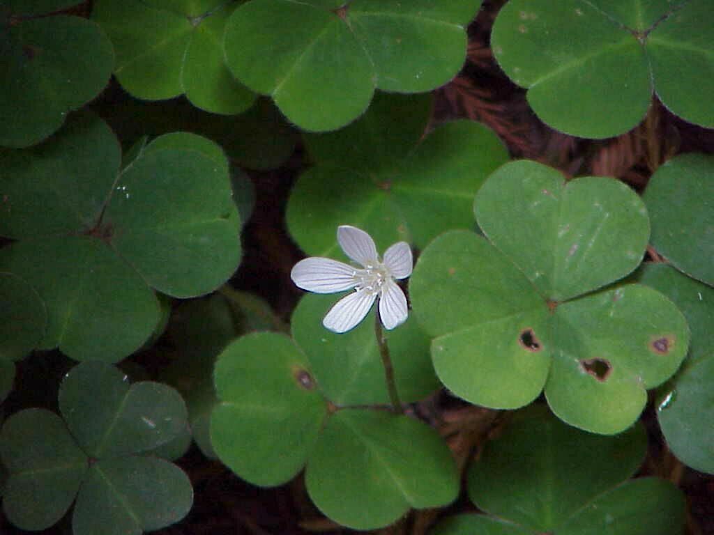 Oxalis Flower