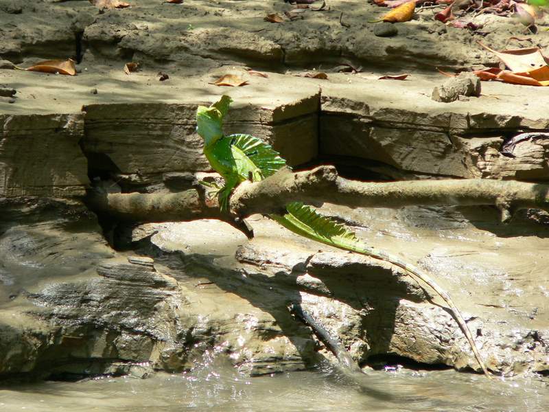 Iguana