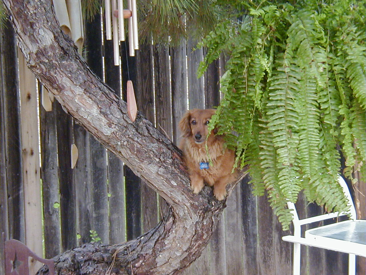 Tony in Tree