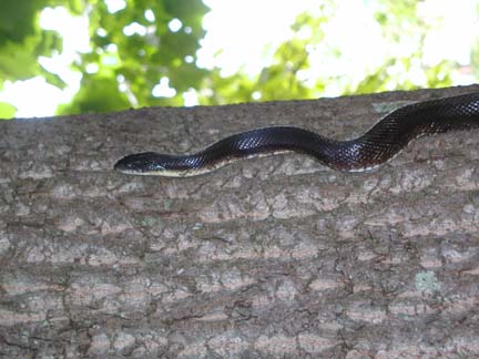 black snake climbing tree