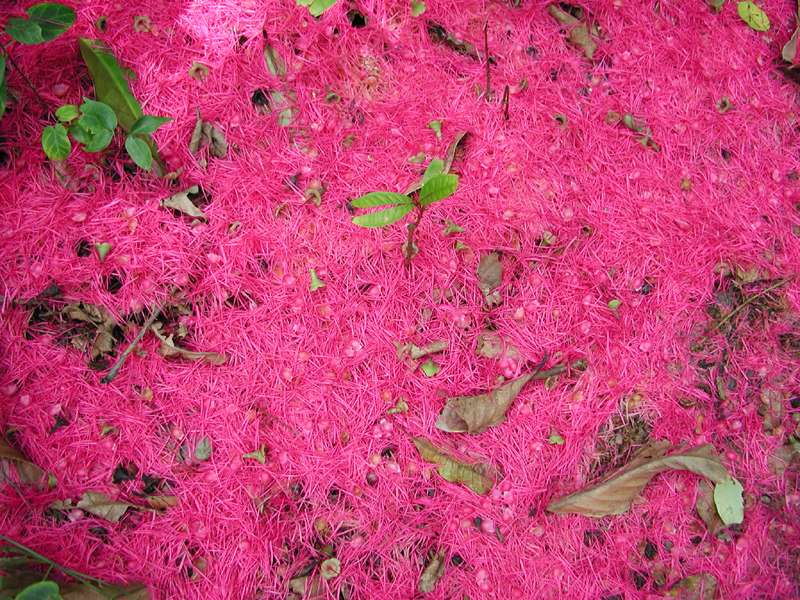 Petals carpeting the forest floor