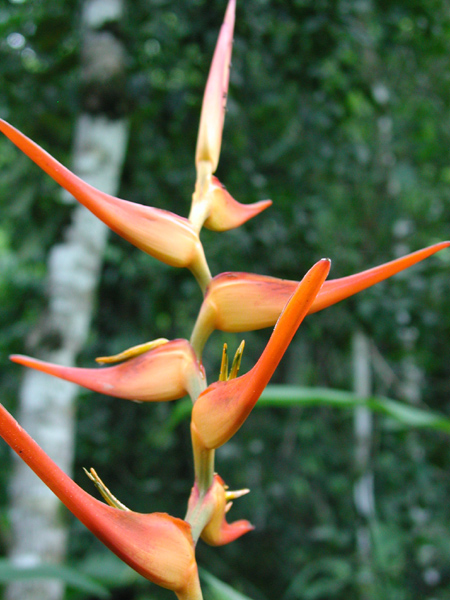 Rainforest Flora