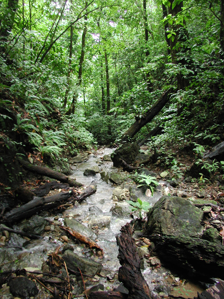 Rainforest Stream