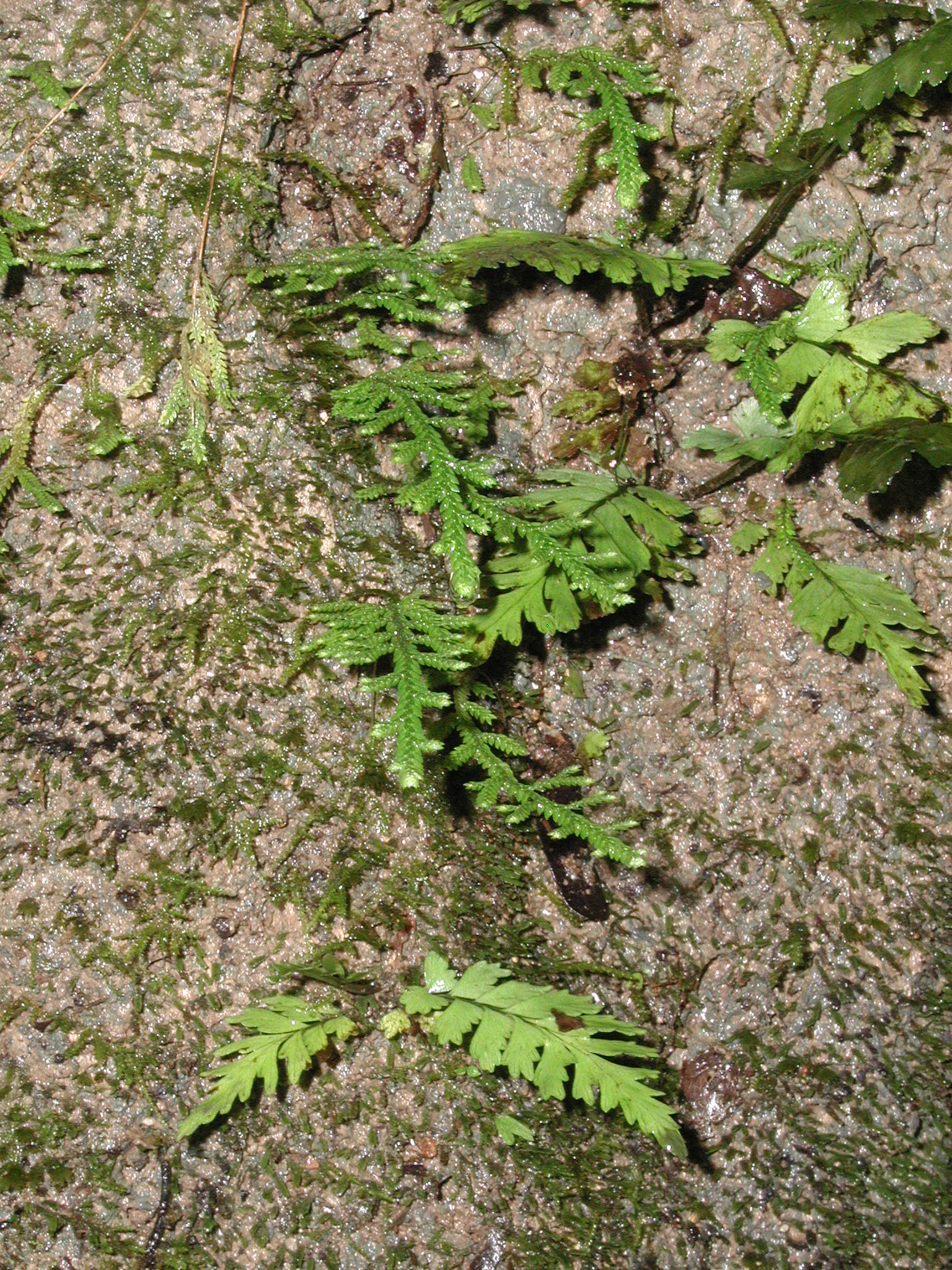 Rainforest Ferns