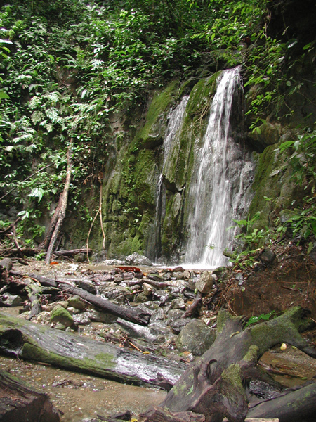 Rainforest Waterfall