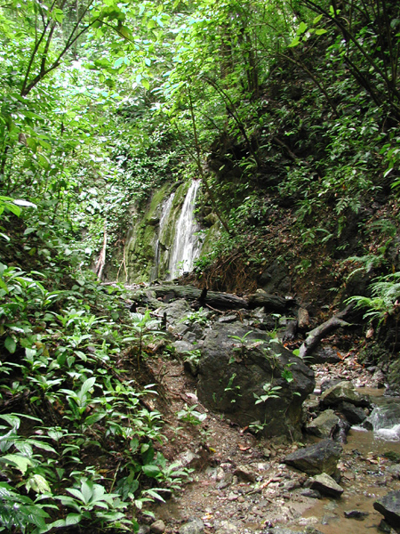 Rainforest Runoff