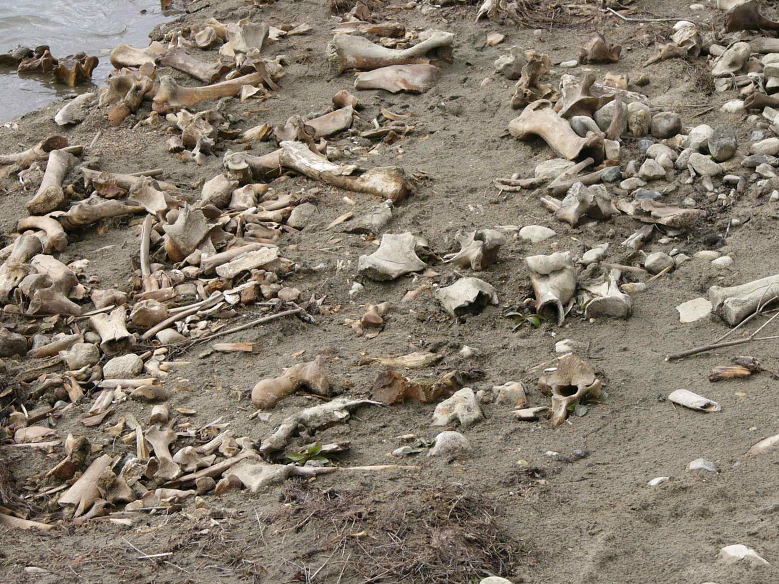 buffalo jump bone bed