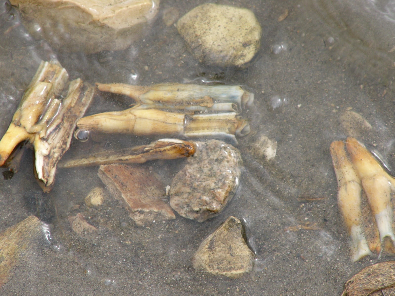 buffalo teeth