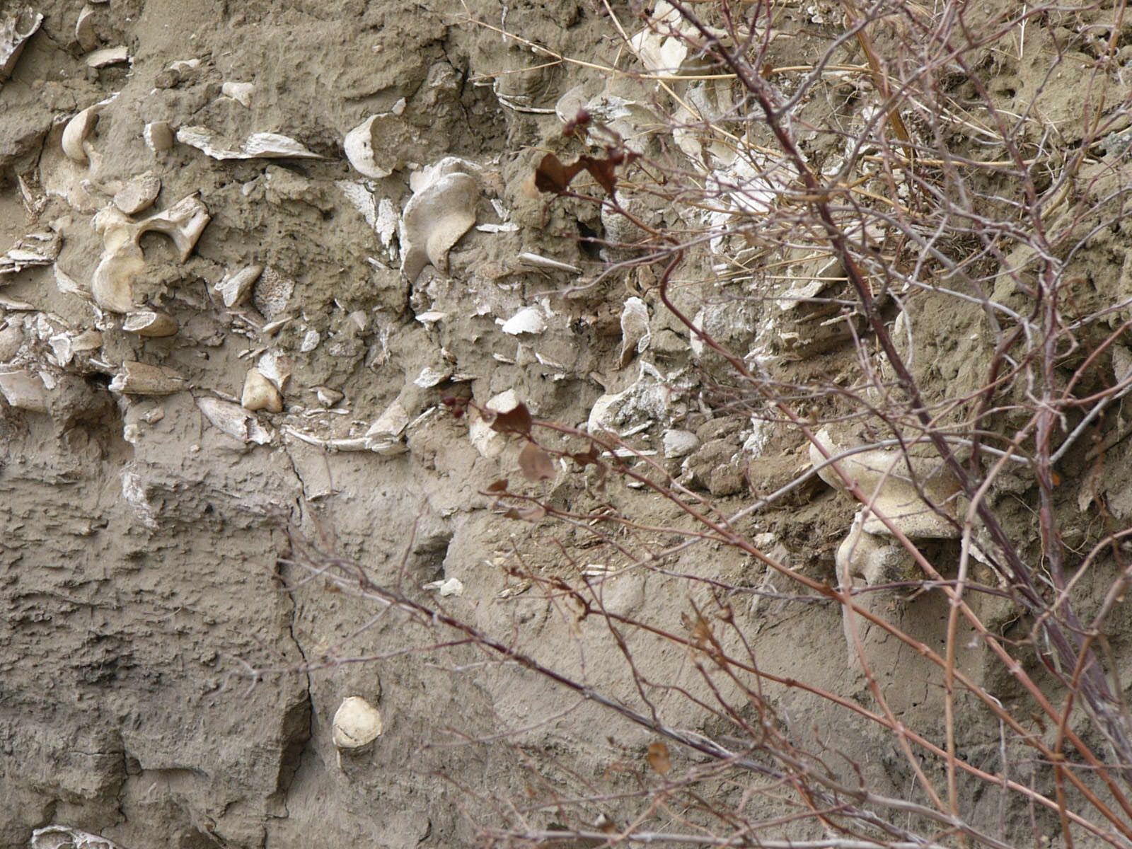 buffalo bones in cliff