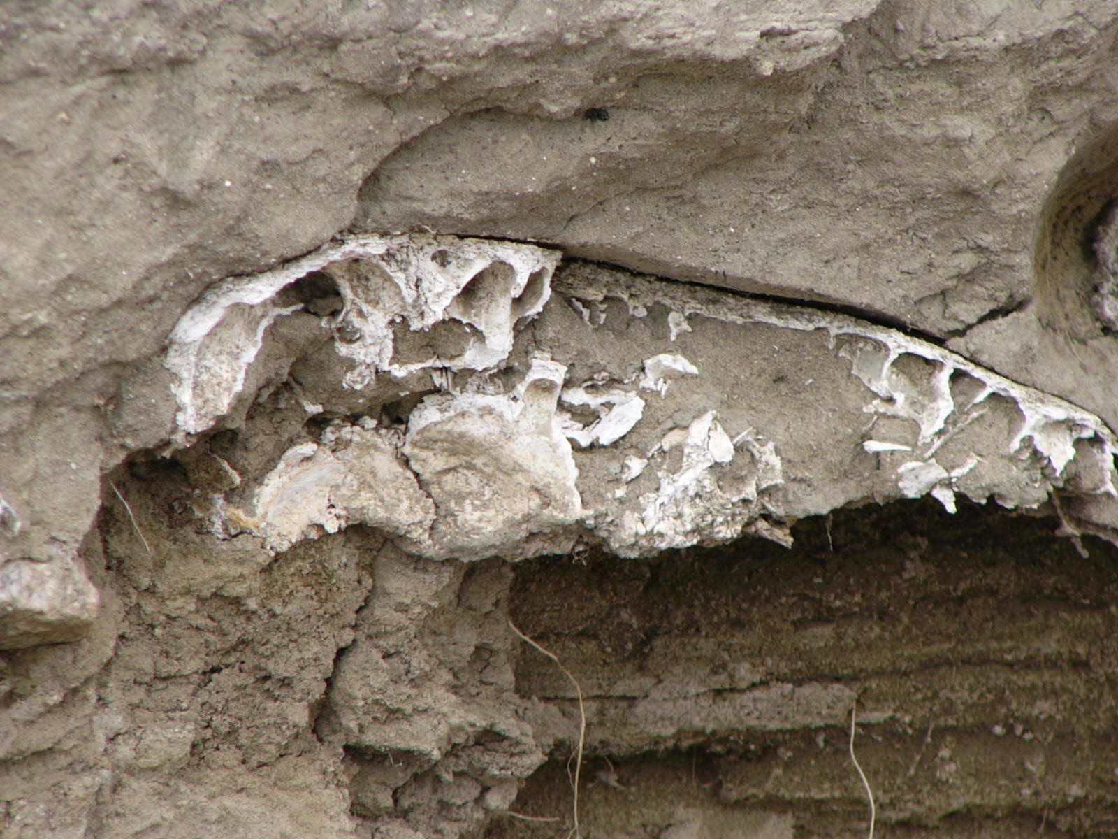 bison skull in cliff