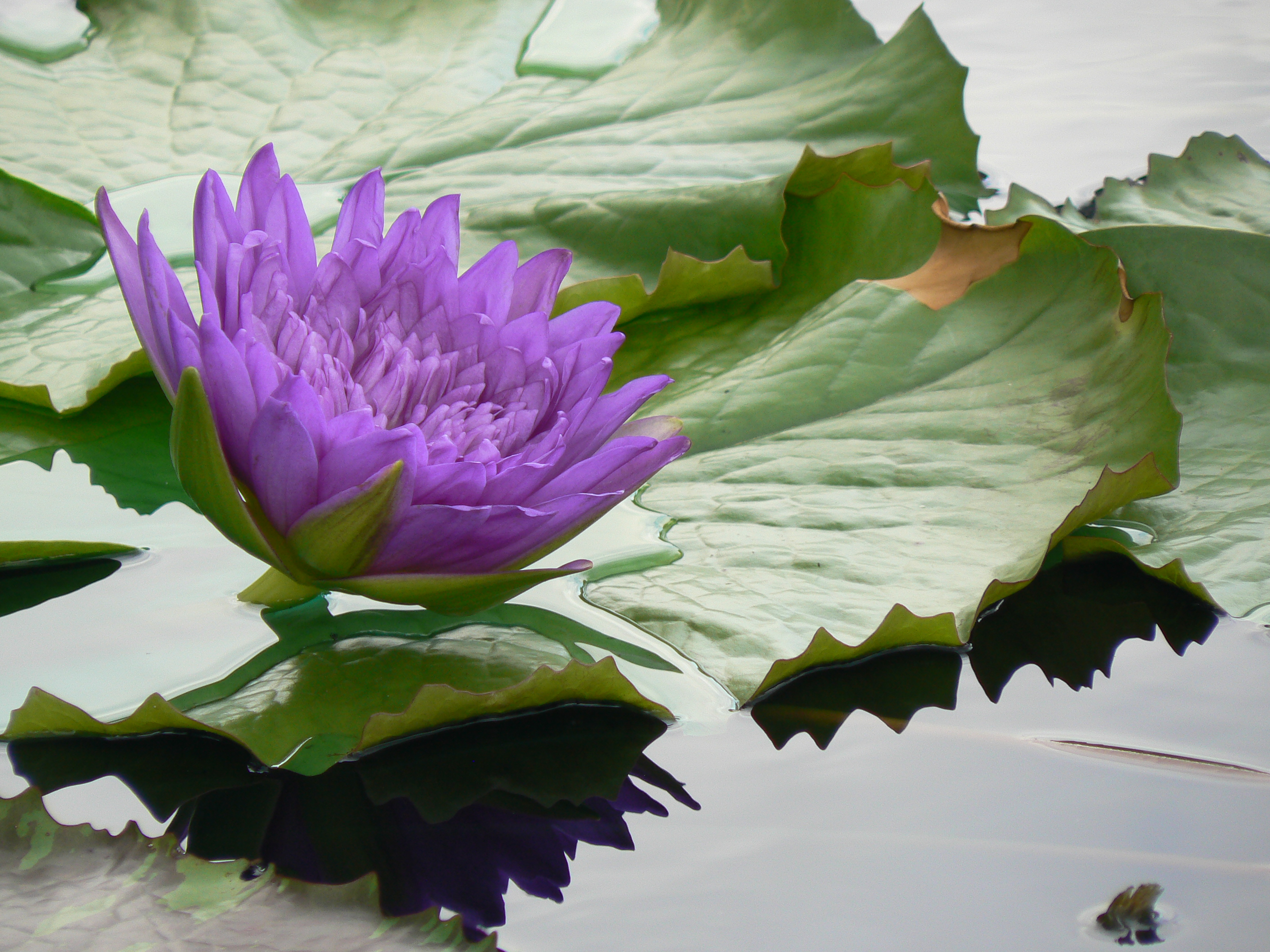 Water Lily - International Water Lily Collection