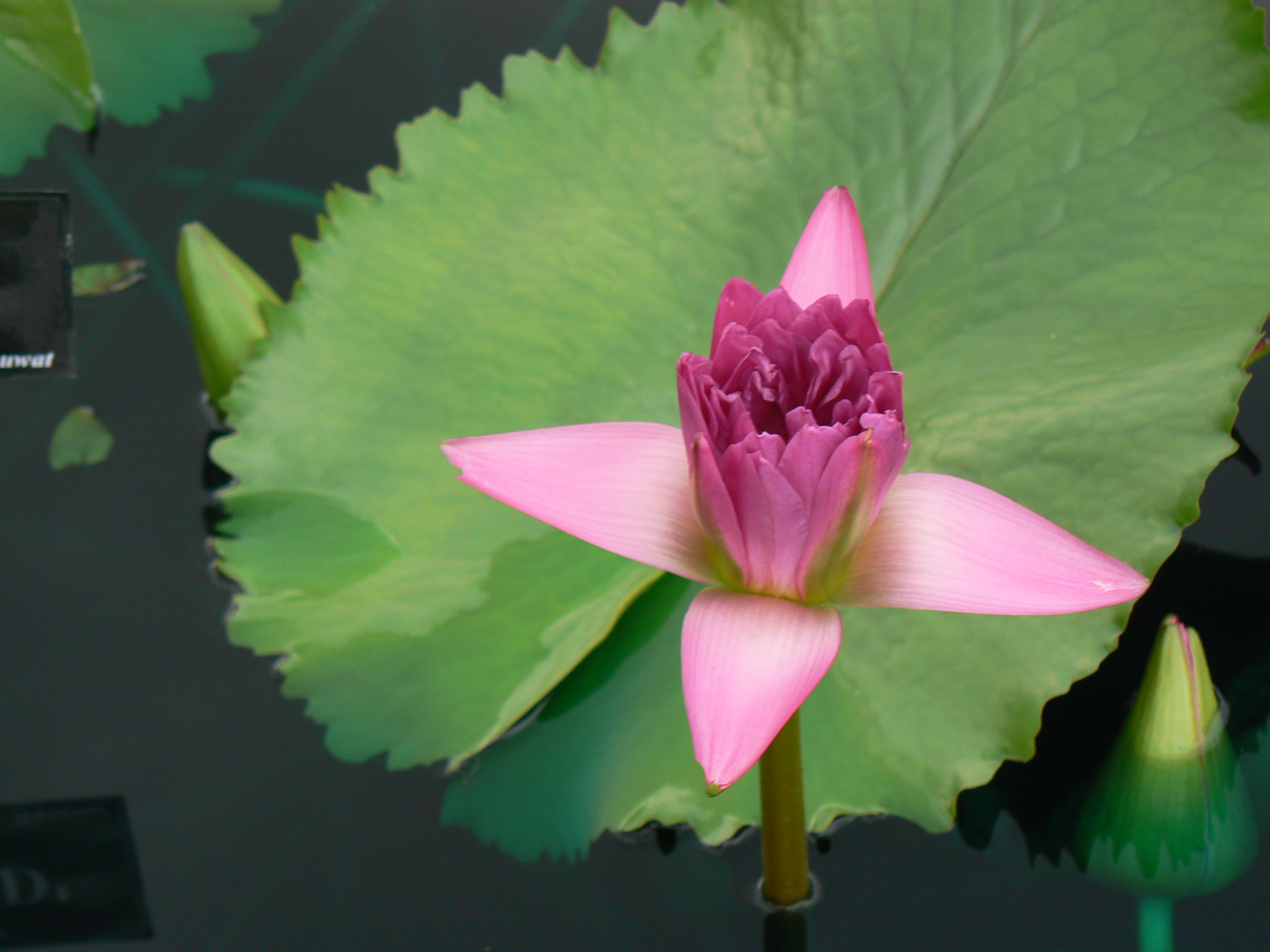 Water Lily - International Water Lily Collection