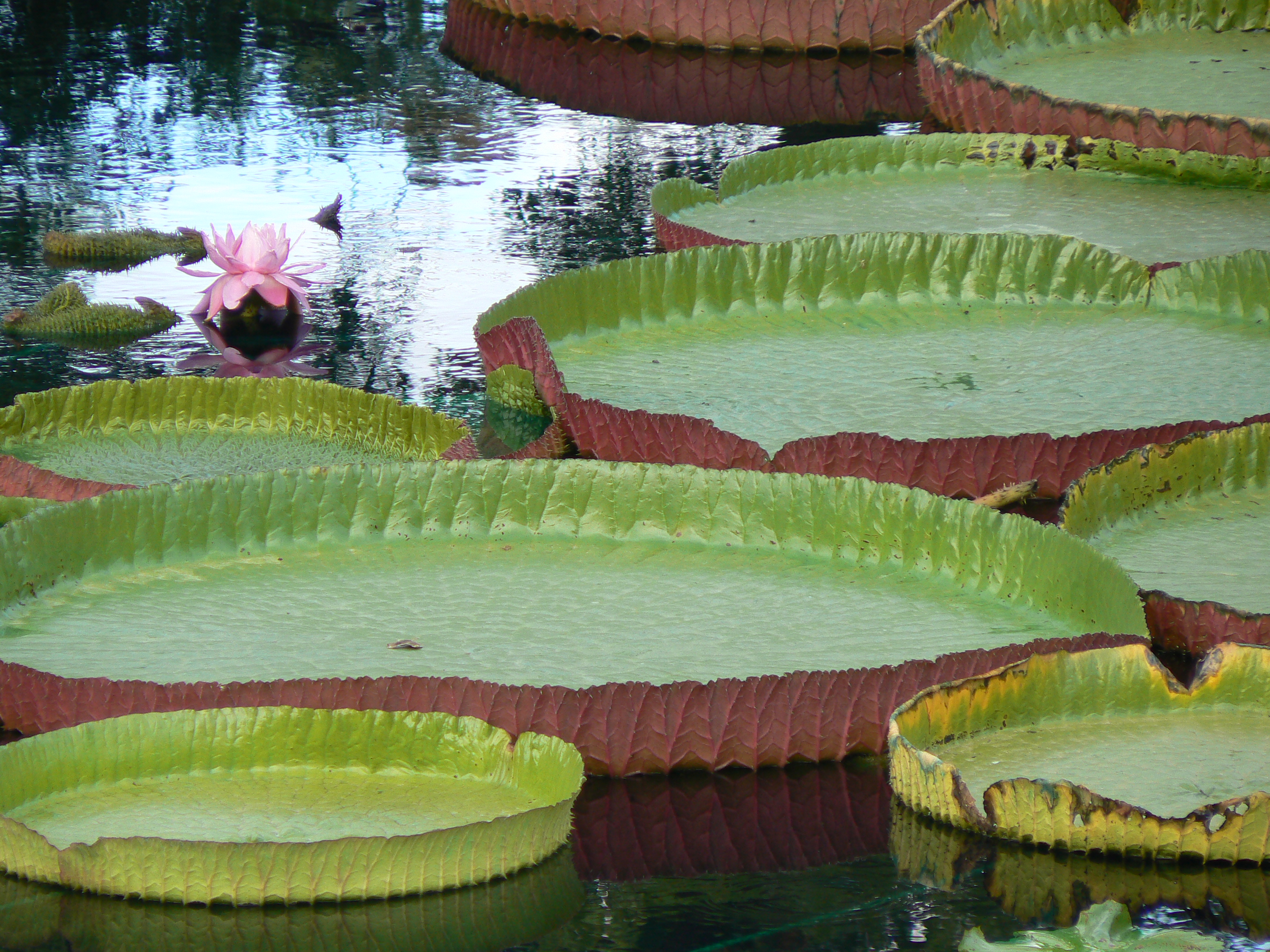Victoria Water Lily - International Water Lily Collection